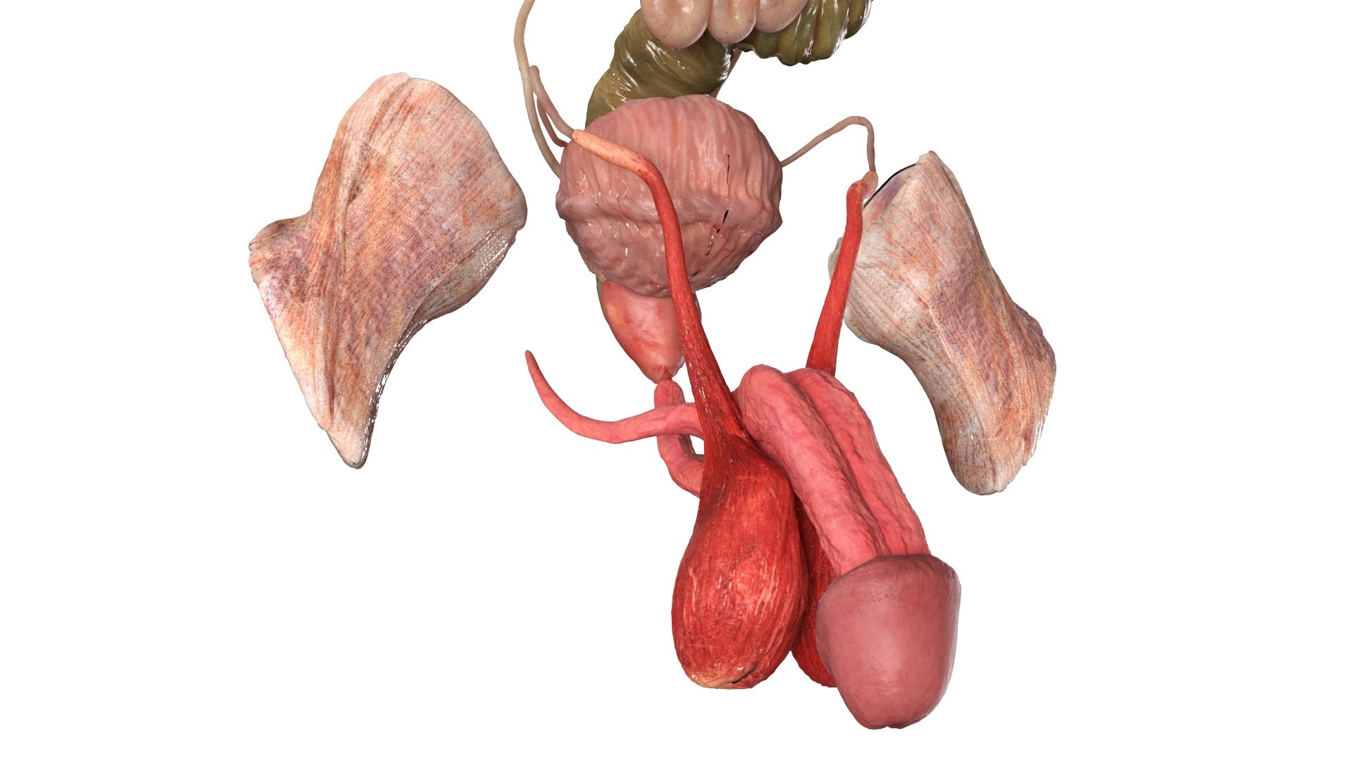 3D Realistic Male Full Body Anatomy https://p.turbosquid.com/ts-thumb/Lv/NpCSzj/mq/realistic_male_full_body_anatomy_034/jpg/1730729205/1920x1080/fit_q87/c00f534e403f873536e7c3dfe07a07ed077985c1/realistic_male_full_body_anatomy_034.jpg