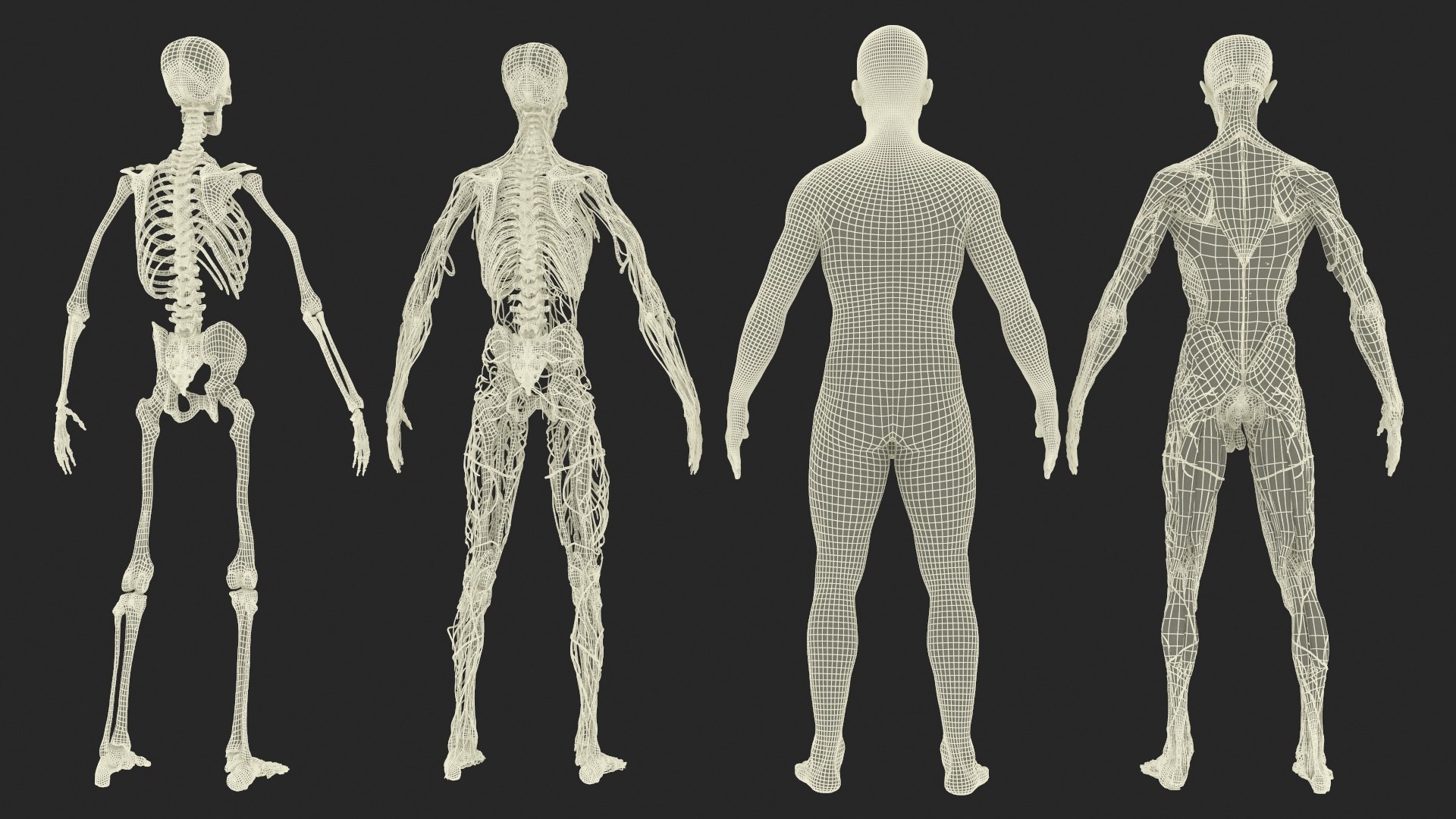3D Realistic Male Full Body Anatomy https://p.turbosquid.com/ts-thumb/Lv/NpCSzj/vz/realistic_male_full_body_anatomy_043/jpg/1730729212/1920x1080/fit_q87/3b0574f00c274315dec3434cb253ee5da6e6199b/realistic_male_full_body_anatomy_043.jpg