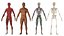 Realistische Ganzkörperanatomie des Mannes