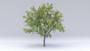 apricot hight fruity 3D model