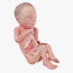 3D Fetus Anatomy Week 26 Animated model