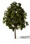 tree3