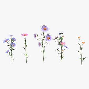 3D Aster flower Low Poly model