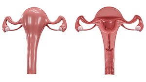 Female Reproductive System 3D model
