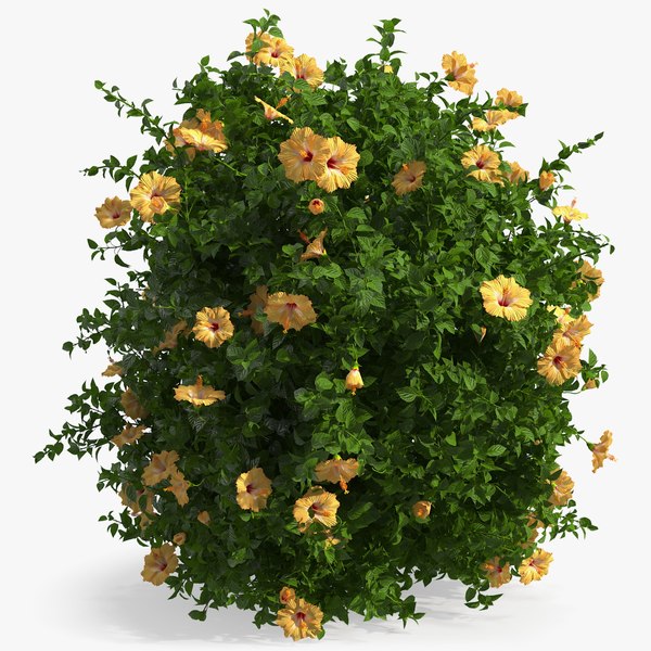 Blühender Hibiskus Busch Orange 3D-Modell - TurboSquid 1656938