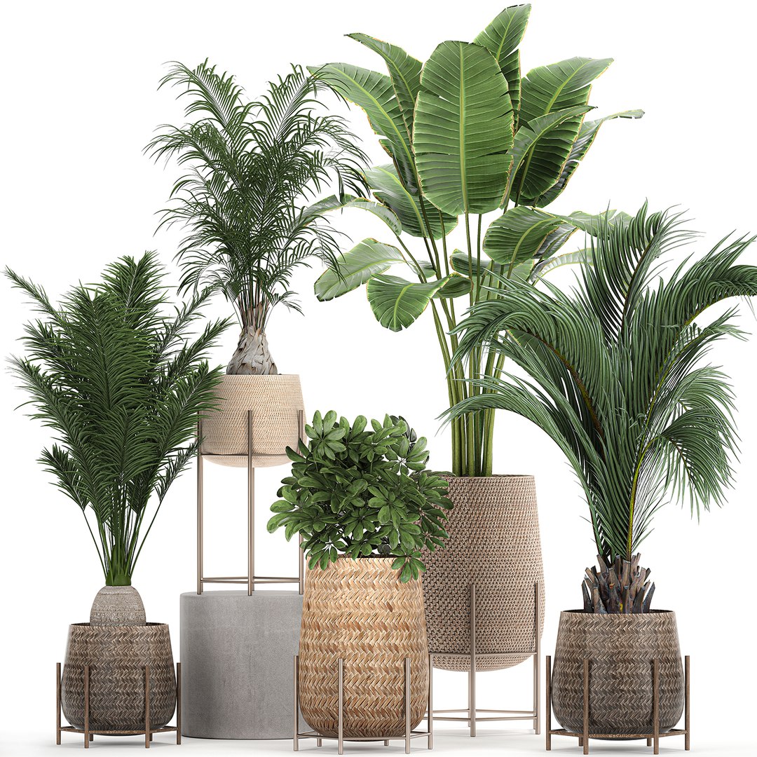 3D ornamental plants rattan basket model - TurboSquid 1659627