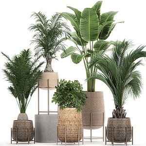 Ornamental plants in a rattan baskets 783