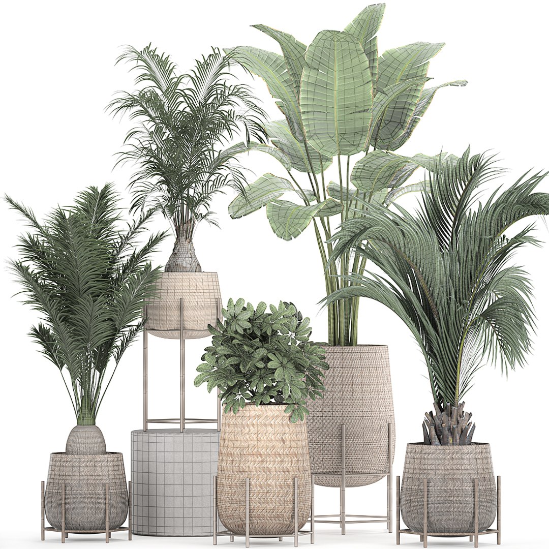 3D ornamental plants rattan basket model - TurboSquid 1659627