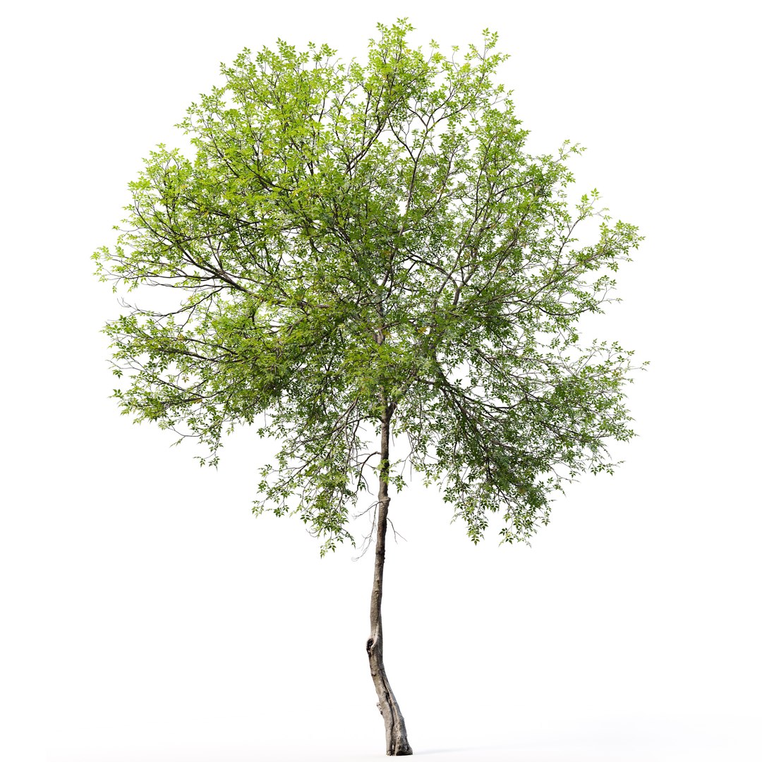 Fraxinus Excelsior 3D Model - TurboSquid 2041483