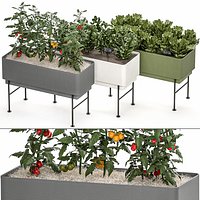 Home mini-garden in a pot in the kitchen 526