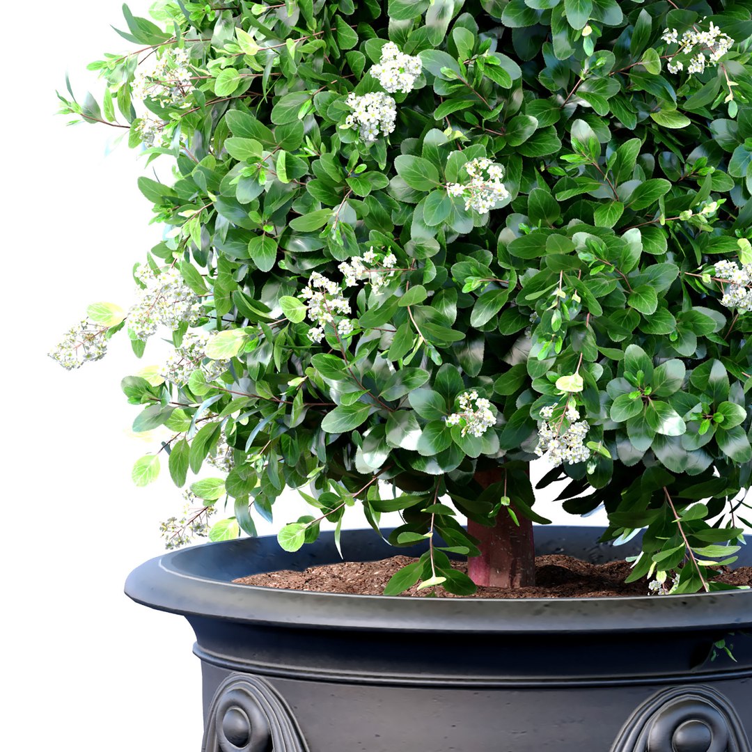 Decorative tree bush plant in a classic garden pot and flowerpot Indoor plant balcony Porch Terrac 3D https://p.turbosquid.com/ts-thumb/Lw/jmznJA/7i/3ddd_2/jpg/1733205635/1920x1080/fit_q87/666edd1c1c26546eb50637799f88e946388fd58f/3ddd_2.jpg