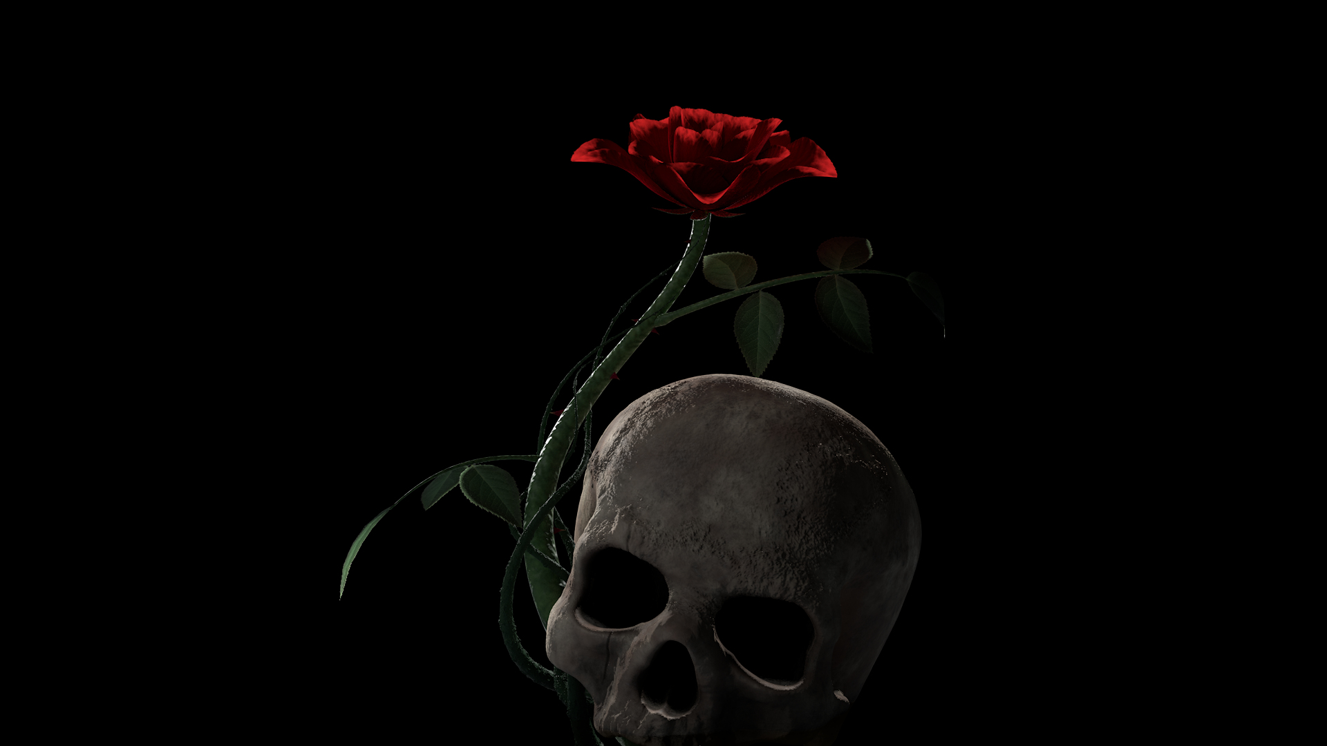 rosa kordesii 3D model https://p.turbosquid.com/ts-thumb/Lx/1Iy2L5/17xITS6H/360/png/1503934228/1920x1080/turn_fit_q99/e5375860e3818cf34d2583794ae8a650e48ab214/360-1.jpg