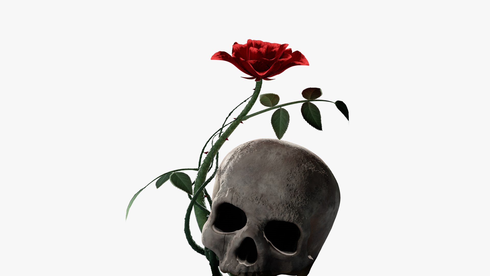 rosa kordesii 3D model https://p.turbosquid.com/ts-thumb/Lx/1Iy2L5/xDc7RYd3/productrenderwhitr/png/1503877196/1920x1080/fit_q87/dd27bce7f107fc289c1c68f841e05dd6ab54bd37/productrenderwhitr.jpg