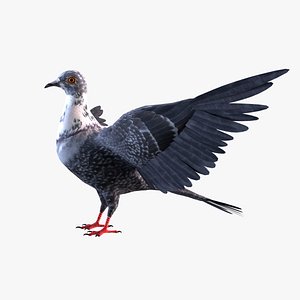 3D model Pigeon