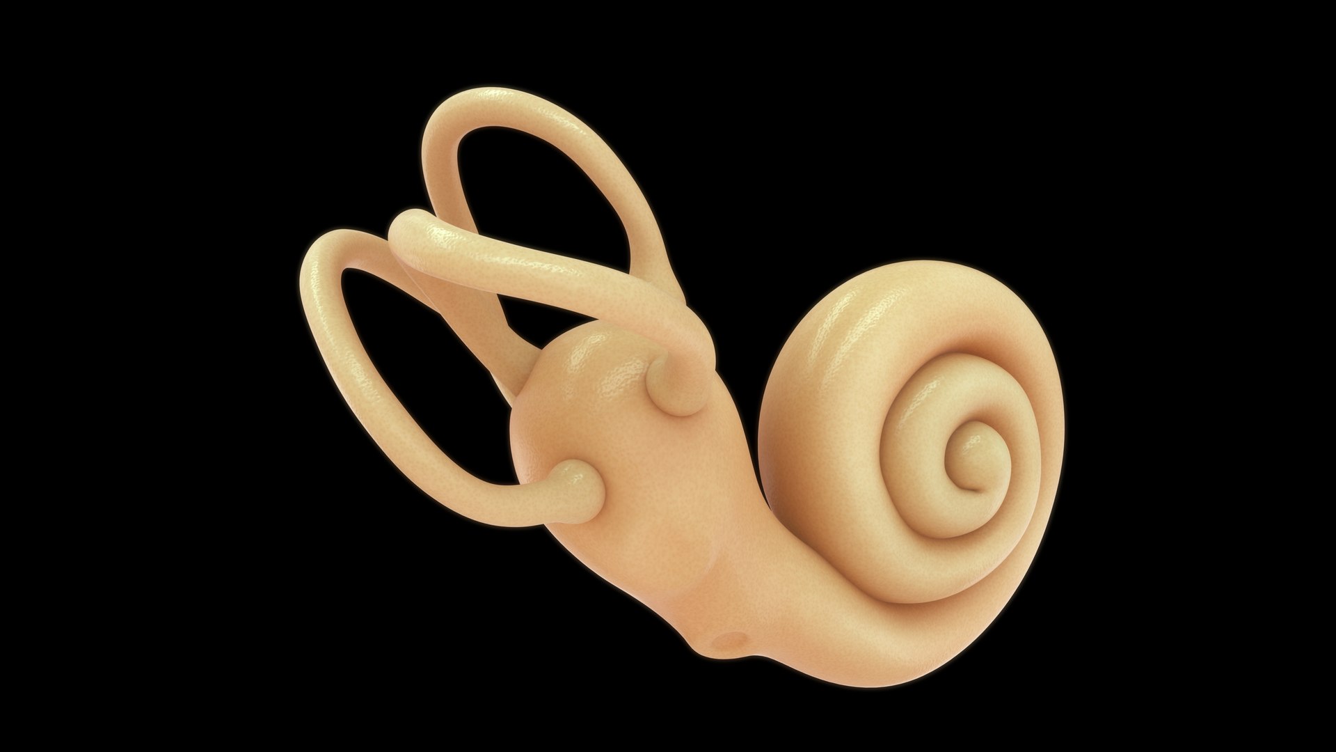 Ear Cochlea Labyrinth Model - TurboSquid 2191611