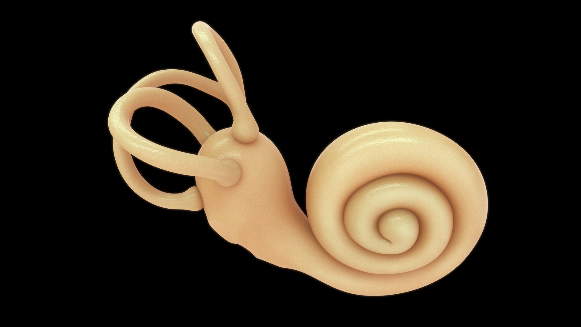 Ear Cochlea Labyrinth Model - TurboSquid 2191611
