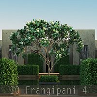 10 Frangipani 4