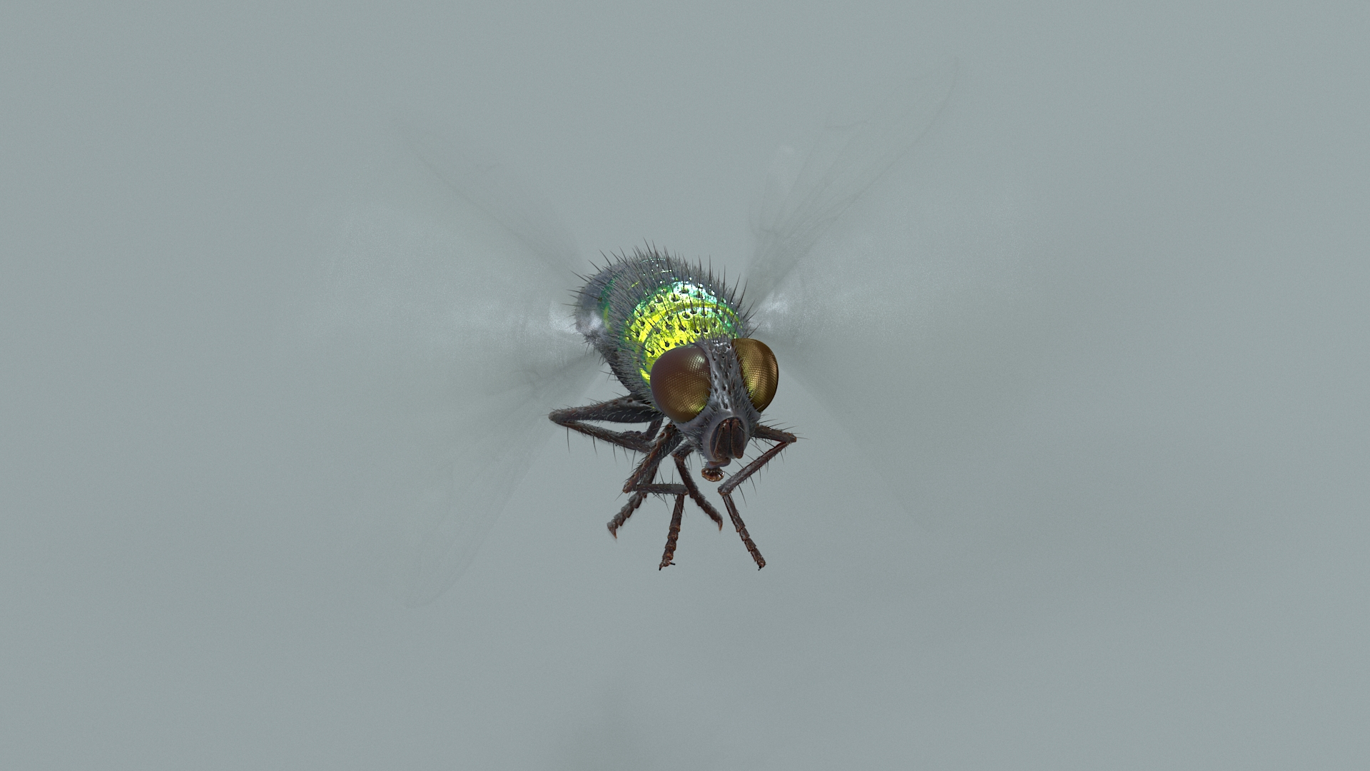 3D model Housefly Green Rigged Xgen https://p.turbosquid.com/ts-thumb/Lx/X4spGb/1H/flygreenanimone/jpg/1714999587/1920x1080/turn_fit_q99/00398a0ad51b16c47b3c291c2eeae5087b44fa3d/flygreenanimone-1.jpg