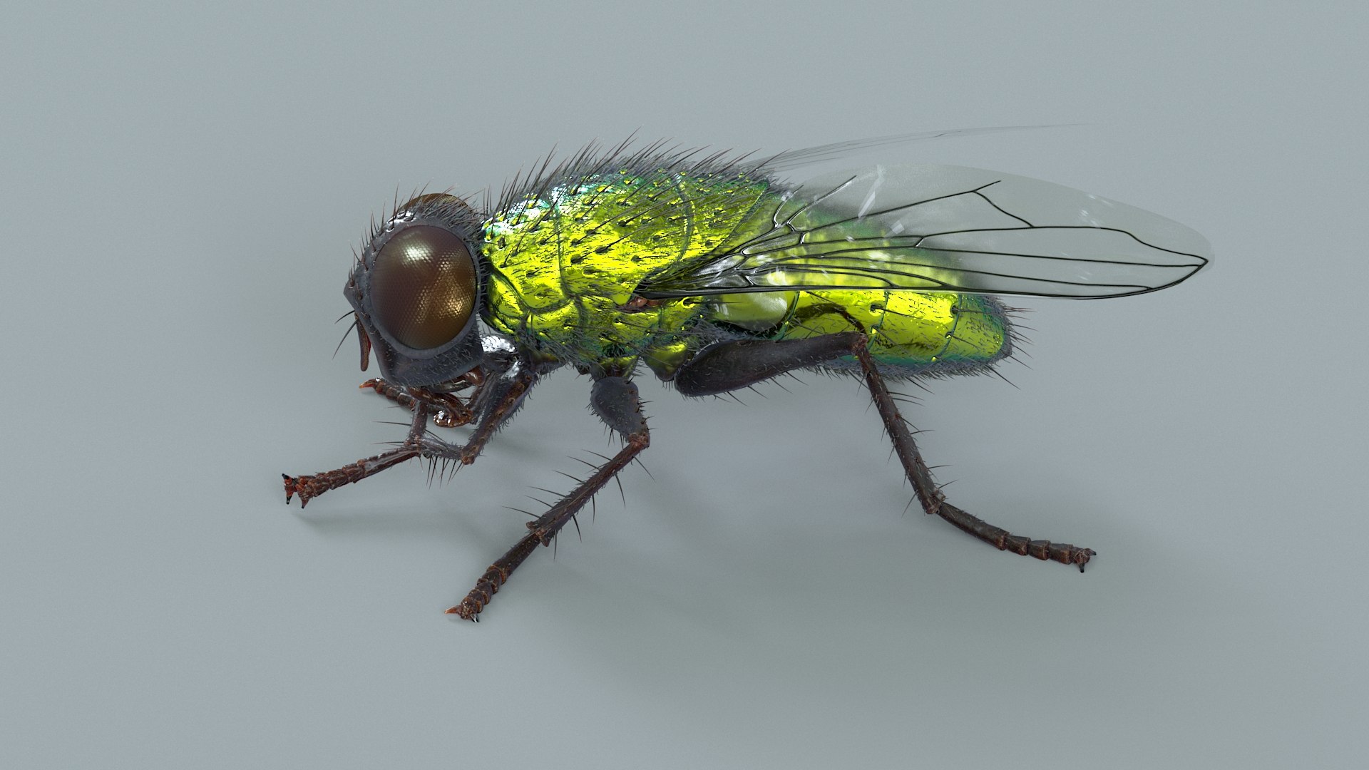3D model Housefly Green Rigged Xgen https://p.turbosquid.com/ts-thumb/Lx/X4spGb/2c/fly_green_rigged_07/jpg/1714999791/1920x1080/fit_q87/7d5e1cbefd2165a8649b86e6d70eb530247b19da/fly_green_rigged_07.jpg