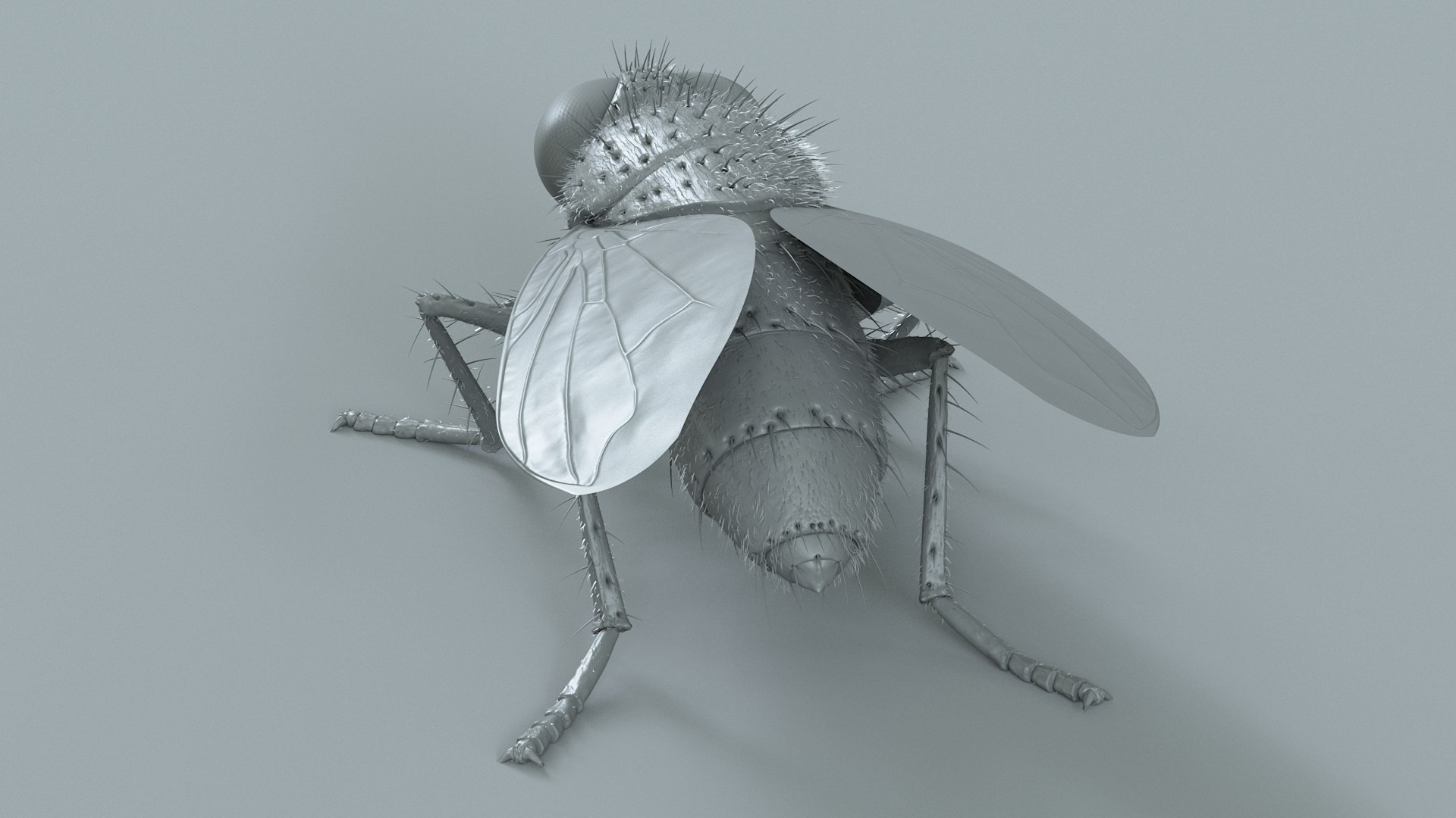 3D model Housefly Green Rigged Xgen https://p.turbosquid.com/ts-thumb/Lx/X4spGb/3x/fly_green_rigged_18/jpg/1714999807/1920x1080/fit_q87/7da533e366171bff8cf01c08d8d4f655c198ed0e/fly_green_rigged_18.jpg
