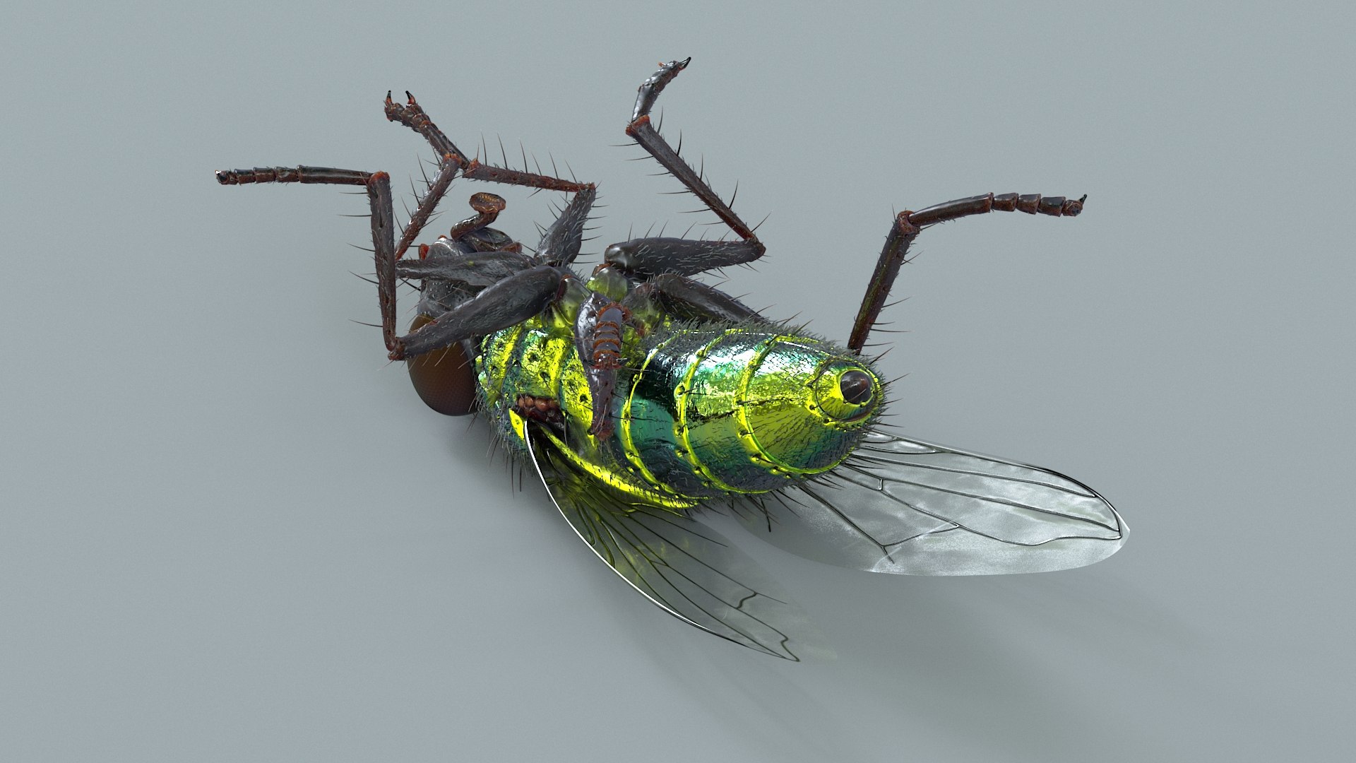 3D model Housefly Green Rigged Xgen https://p.turbosquid.com/ts-thumb/Lx/X4spGb/7Z/fly_green_rigged_13/jpg/1714999799/1920x1080/fit_q87/c0831f1d81de3e343b2a53e4bf77983831ac202c/fly_green_rigged_13.jpg