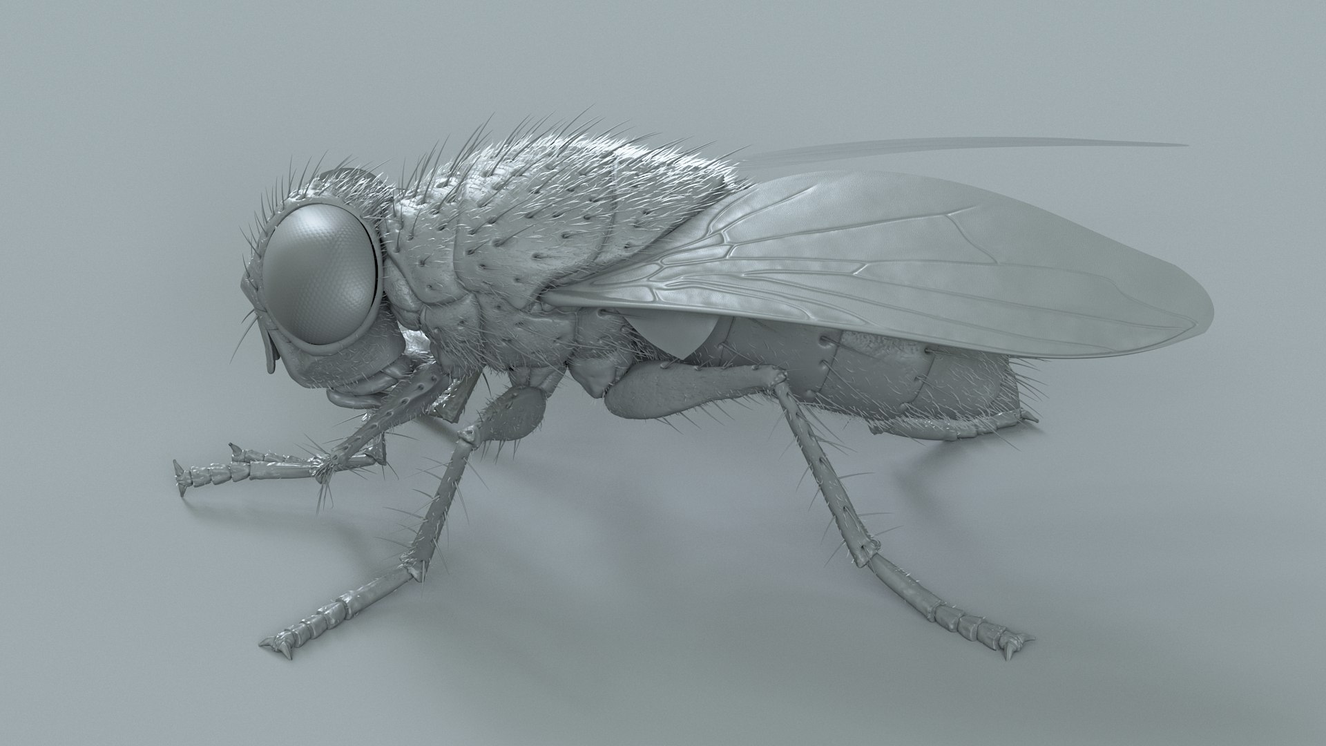 3D model Housefly Green Rigged Xgen https://p.turbosquid.com/ts-thumb/Lx/X4spGb/8M/fly_green_rigged_20/jpg/1714999811/1920x1080/fit_q87/49cbc244d65901639ac8a732020d88c4b7e36510/fly_green_rigged_20.jpg