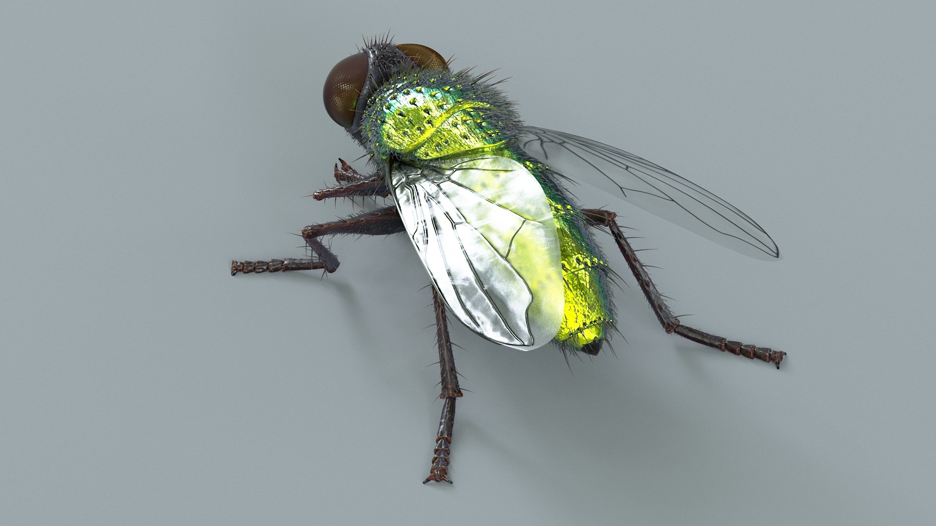 3D model Housefly Green Rigged Xgen https://p.turbosquid.com/ts-thumb/Lx/X4spGb/DX/fly_green_rigged_06/jpg/1714999790/1920x1080/fit_q87/40ae75dbd0f64f4d7201327e4ad305b0afa63c84/fly_green_rigged_06.jpg