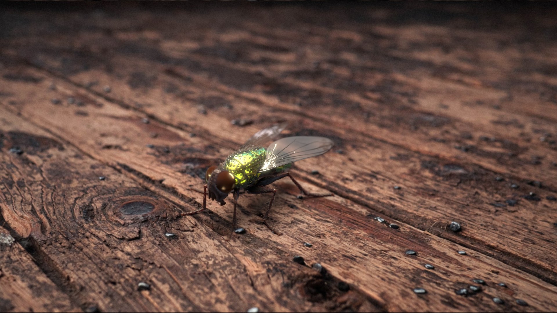 3D model Housefly Green Rigged Xgen https://p.turbosquid.com/ts-thumb/Lx/X4spGb/Du/fly_green_scene_01/jpg/1714999172/1920x1080/fit_q87/38f96d7668f0a0ae25ad6b23d900a4871cd3bc0f/fly_green_scene_01.jpg