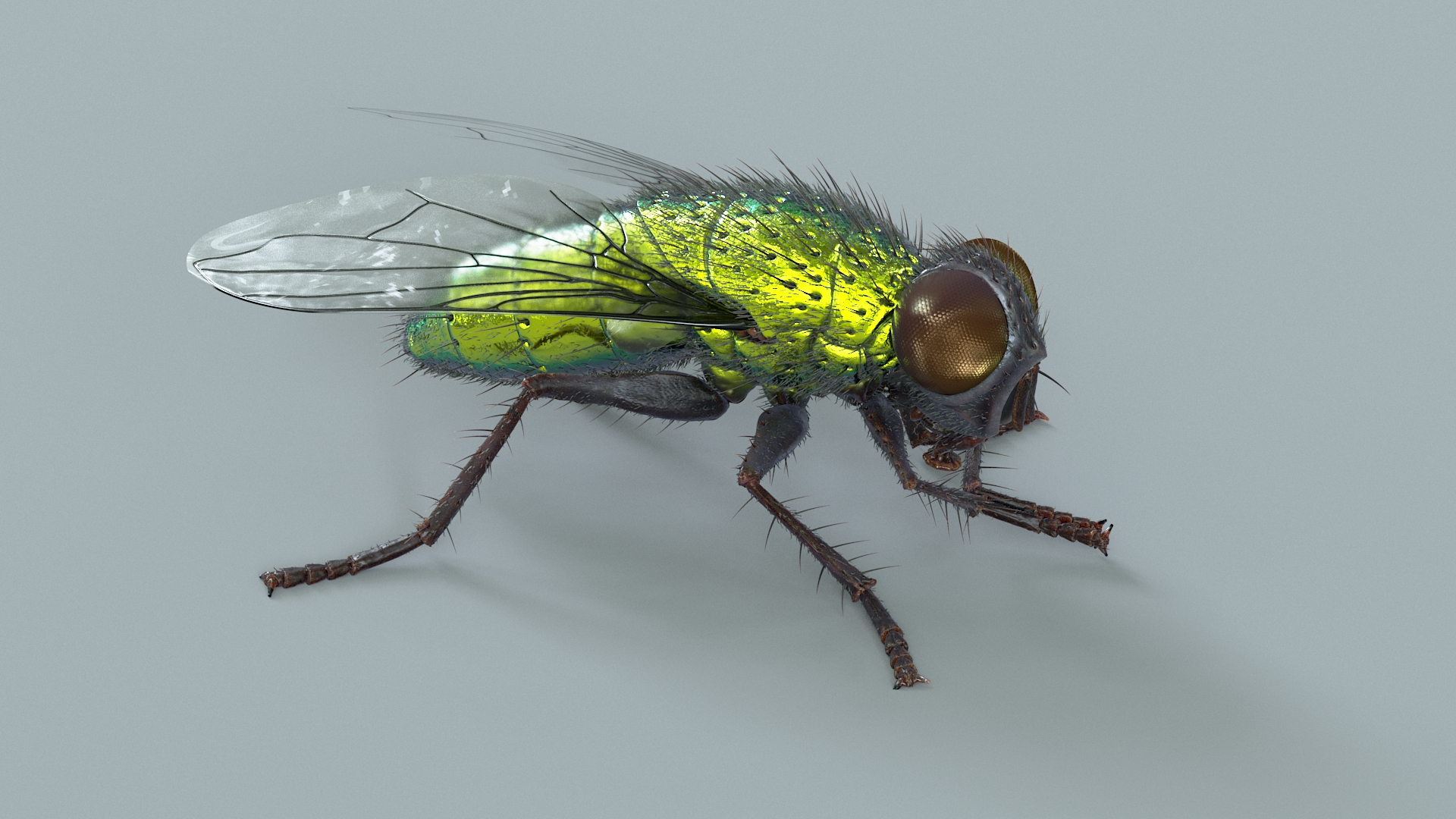3D model Housefly Green Rigged Xgen https://p.turbosquid.com/ts-thumb/Lx/X4spGb/JJ/flygreenriggedtba/jpg/1714999197/1920x1080/turn_fit_q99/dcac0e359eb16313c01fa7f7698d786c47126a41/flygreenriggedtba-1.jpg