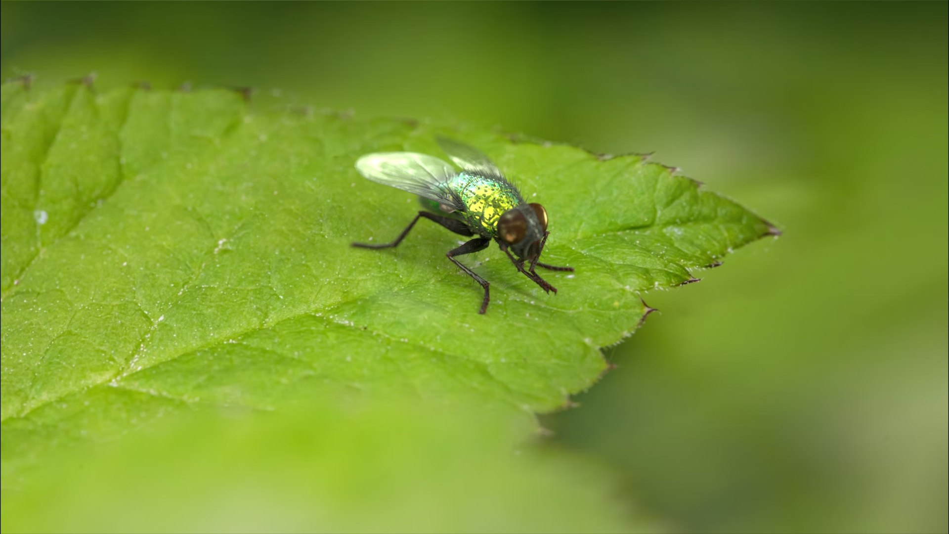 3D model Housefly Green Rigged Xgen https://p.turbosquid.com/ts-thumb/Lx/X4spGb/JX/fly_green_scene_02/jpg/1714999172/1920x1080/fit_q87/3eb14be3b1db2e701bd1df7851066ac0af1e0ed9/fly_green_scene_02.jpg