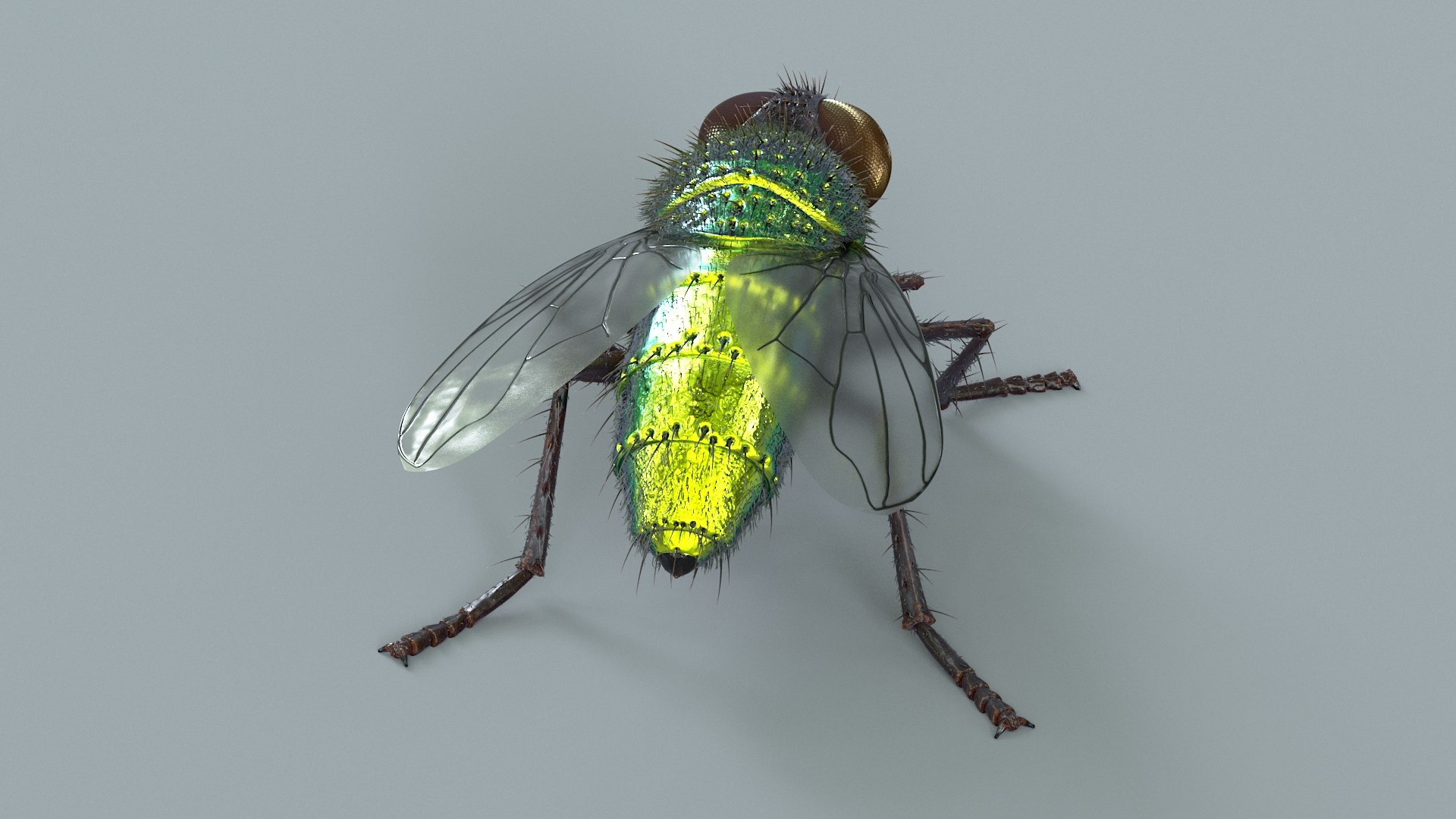 3D model Housefly Green Rigged Xgen https://p.turbosquid.com/ts-thumb/Lx/X4spGb/Jn/fly_green_rigged_05/jpg/1714999785/1920x1080/fit_q87/04d3f442b0257440bdf10a40a375a174e1268874/fly_green_rigged_05.jpg