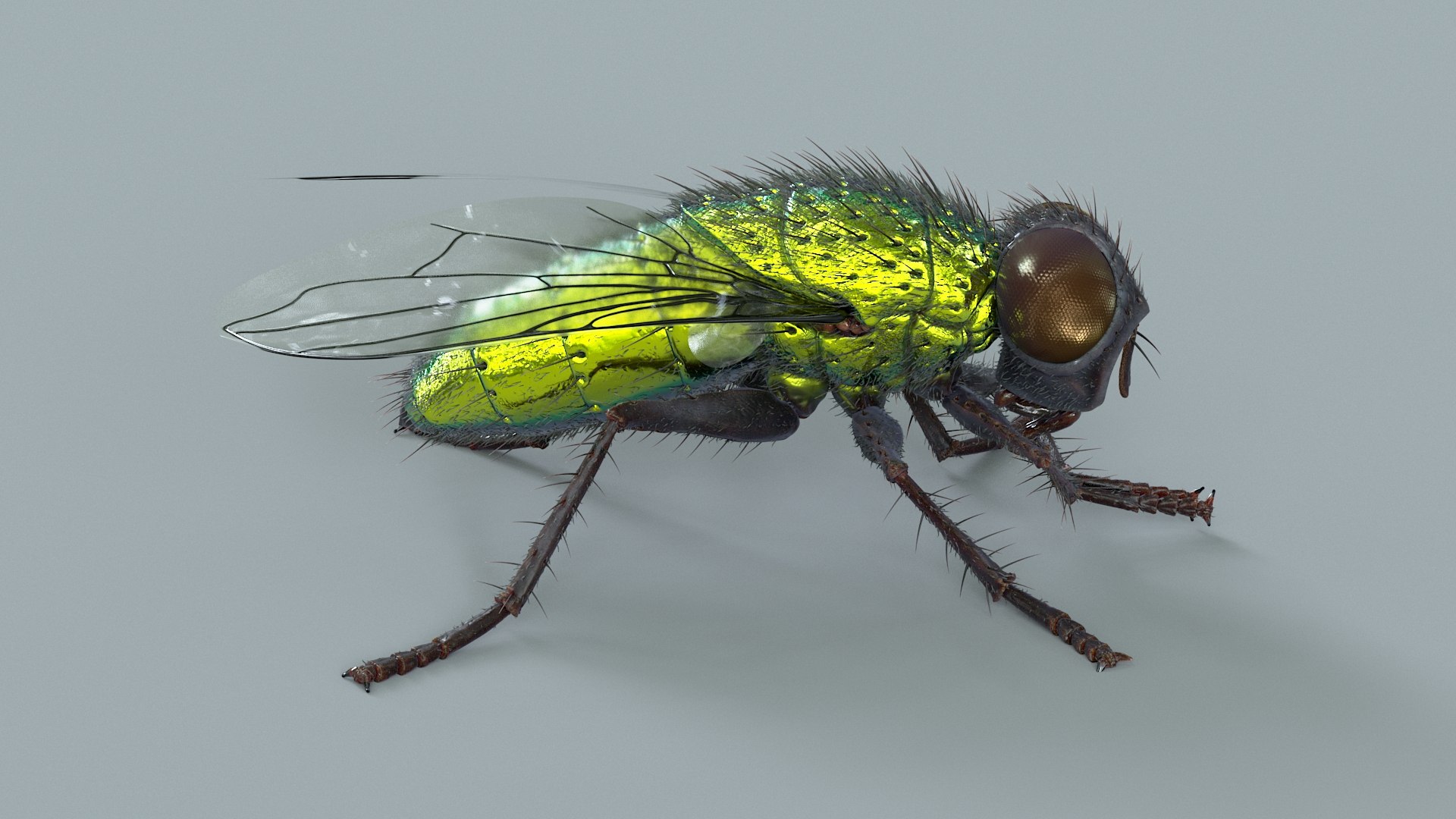 3D model Housefly Green Rigged Xgen https://p.turbosquid.com/ts-thumb/Lx/X4spGb/K3/fly_green_rigged_03/jpg/1714999785/1920x1080/fit_q87/ad68d7480a897875486d0147f9b351f632adbf53/fly_green_rigged_03.jpg