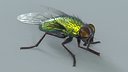 Housefly Green Rigged Xgen