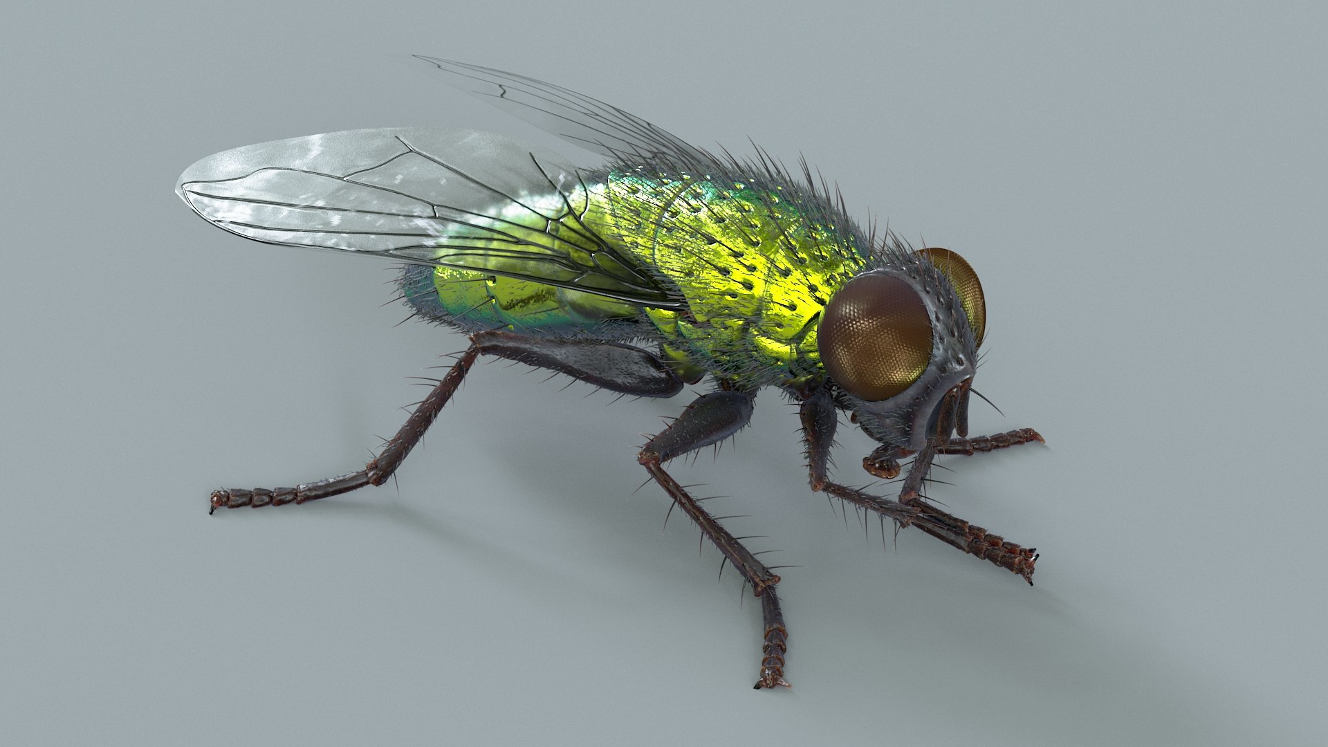 Insects Rigged Collection 3D model https://p.turbosquid.com/ts-thumb/Lx/X4spGb/Pv/fly_green_rigged_02/jpg/1790320637/1920x1080/fit_q87/daf5efd532b6322158f73562ee653d1a14a8827b/fly_green_rigged_02.jpg