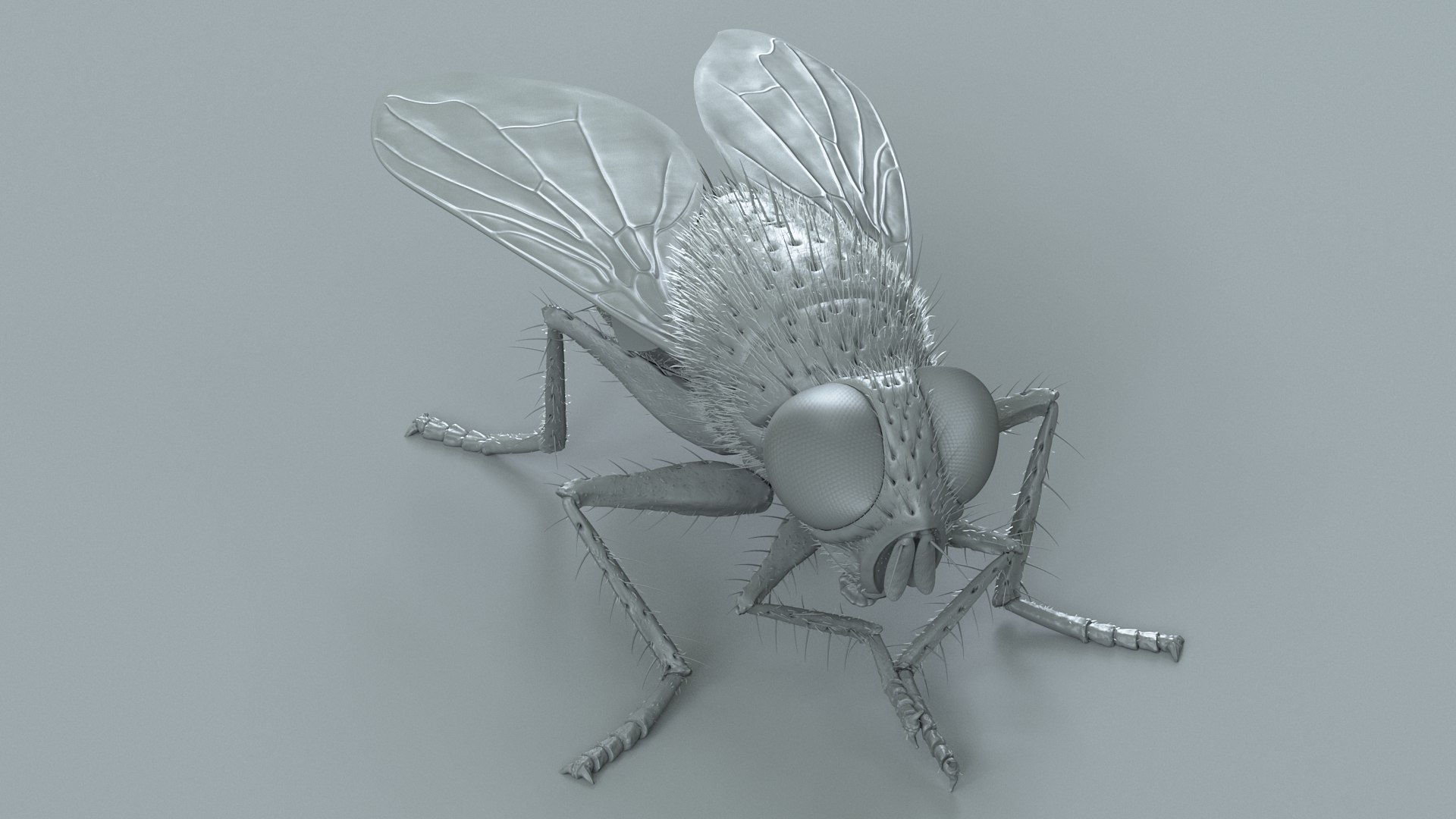 3D model Housefly Green Rigged Xgen https://p.turbosquid.com/ts-thumb/Lx/X4spGb/U0/fly_green_rigged_23/jpg/1714999815/1920x1080/fit_q87/df06d79ede4d848be626311df932e89e939000fb/fly_green_rigged_23.jpg