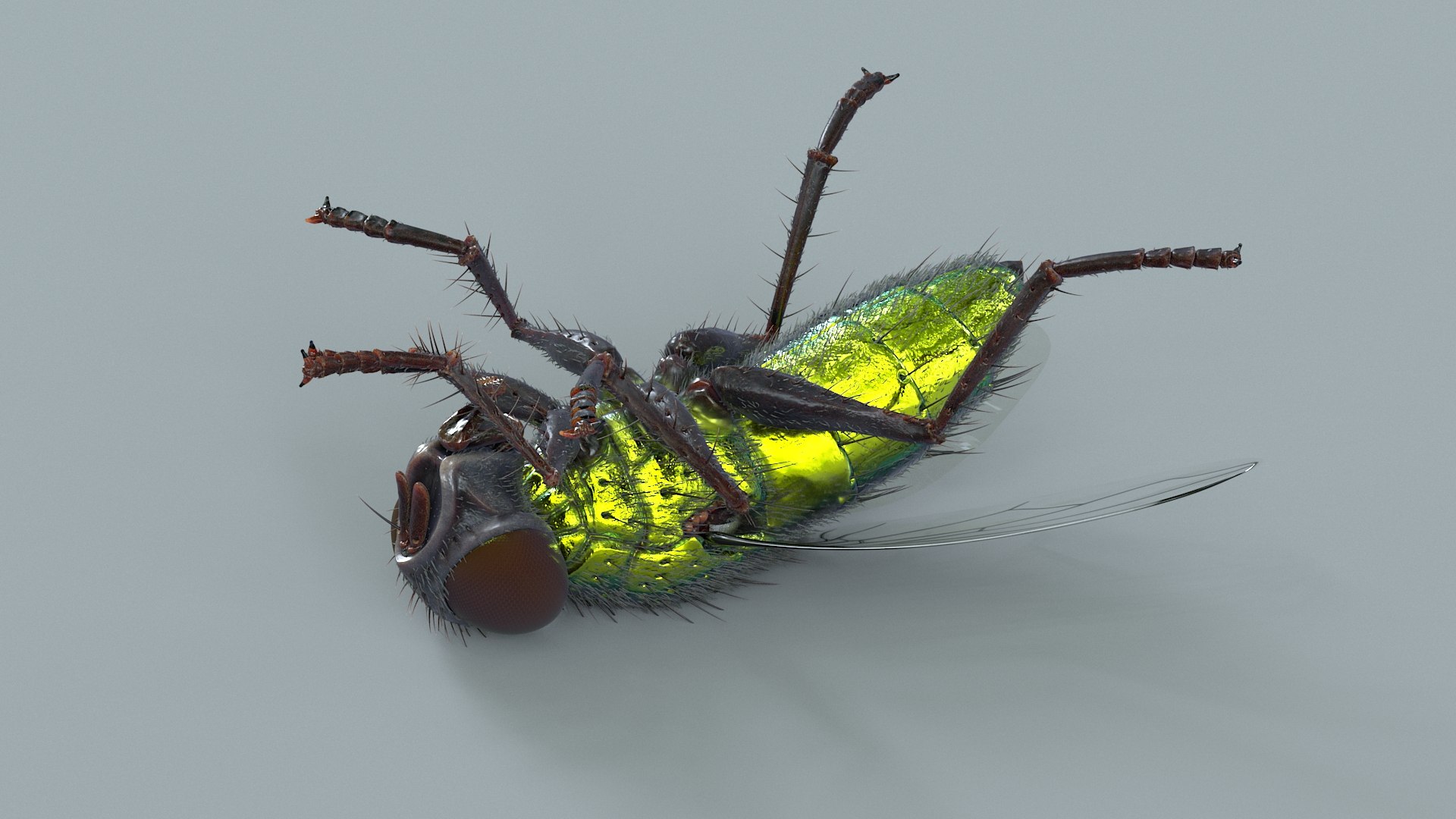 3D model Housefly Green Rigged Xgen https://p.turbosquid.com/ts-thumb/Lx/X4spGb/UX/fly_green_rigged_14/jpg/1714999802/1920x1080/fit_q87/9a5395462a7fc146a06bf8e05ea8f2740e1f8cdd/fly_green_rigged_14.jpg