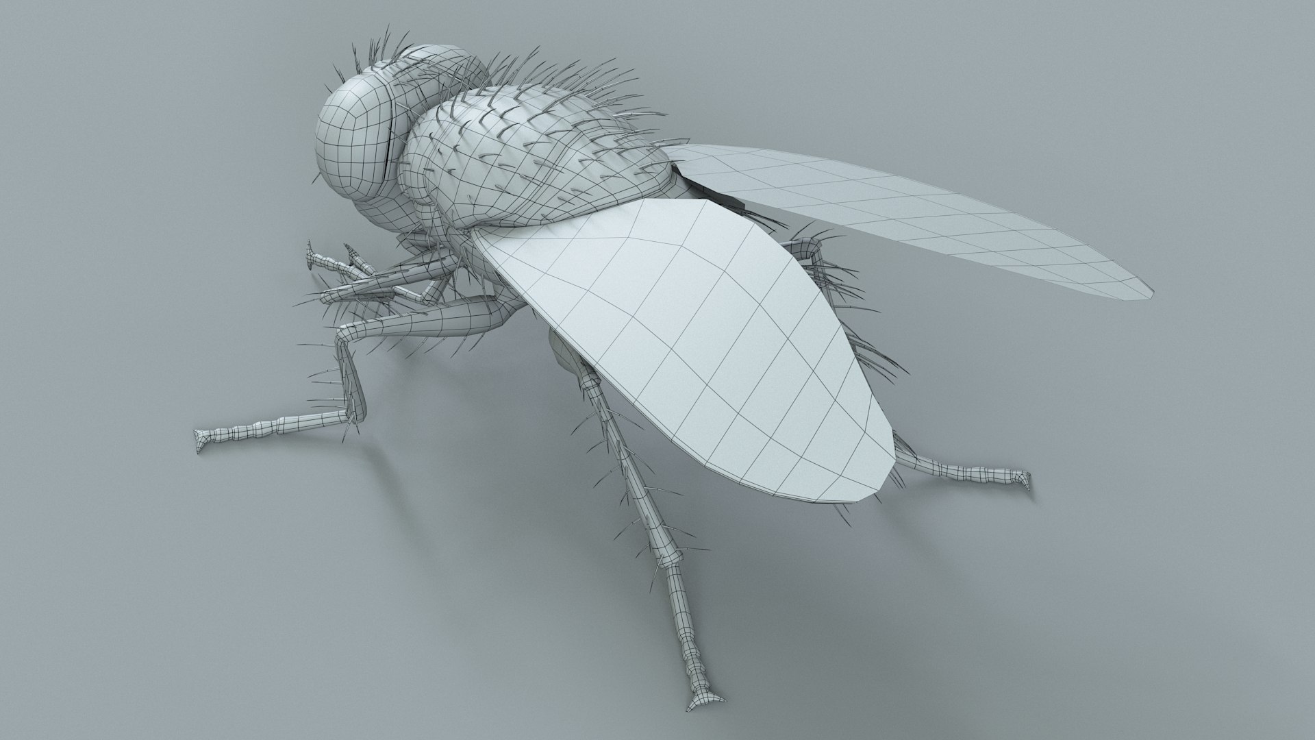 3D model Housefly Green Rigged Xgen https://p.turbosquid.com/ts-thumb/Lx/X4spGb/Uz/fly_green_rigged_28/jpg/1714999820/1920x1080/fit_q87/fe6017662a98d4fb92e8b0ee9190f0c7d48852bd/fly_green_rigged_28.jpg