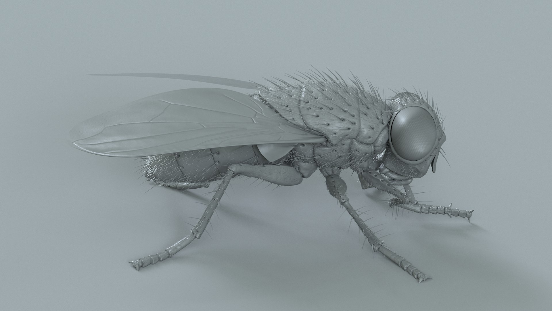 3D model Housefly Green Rigged Xgen https://p.turbosquid.com/ts-thumb/Lx/X4spGb/bb/fly_green_rigged_16/jpg/1714999804/1920x1080/fit_q87/eed0597534d4b6fc09d5748f83849965709cc0e2/fly_green_rigged_16.jpg