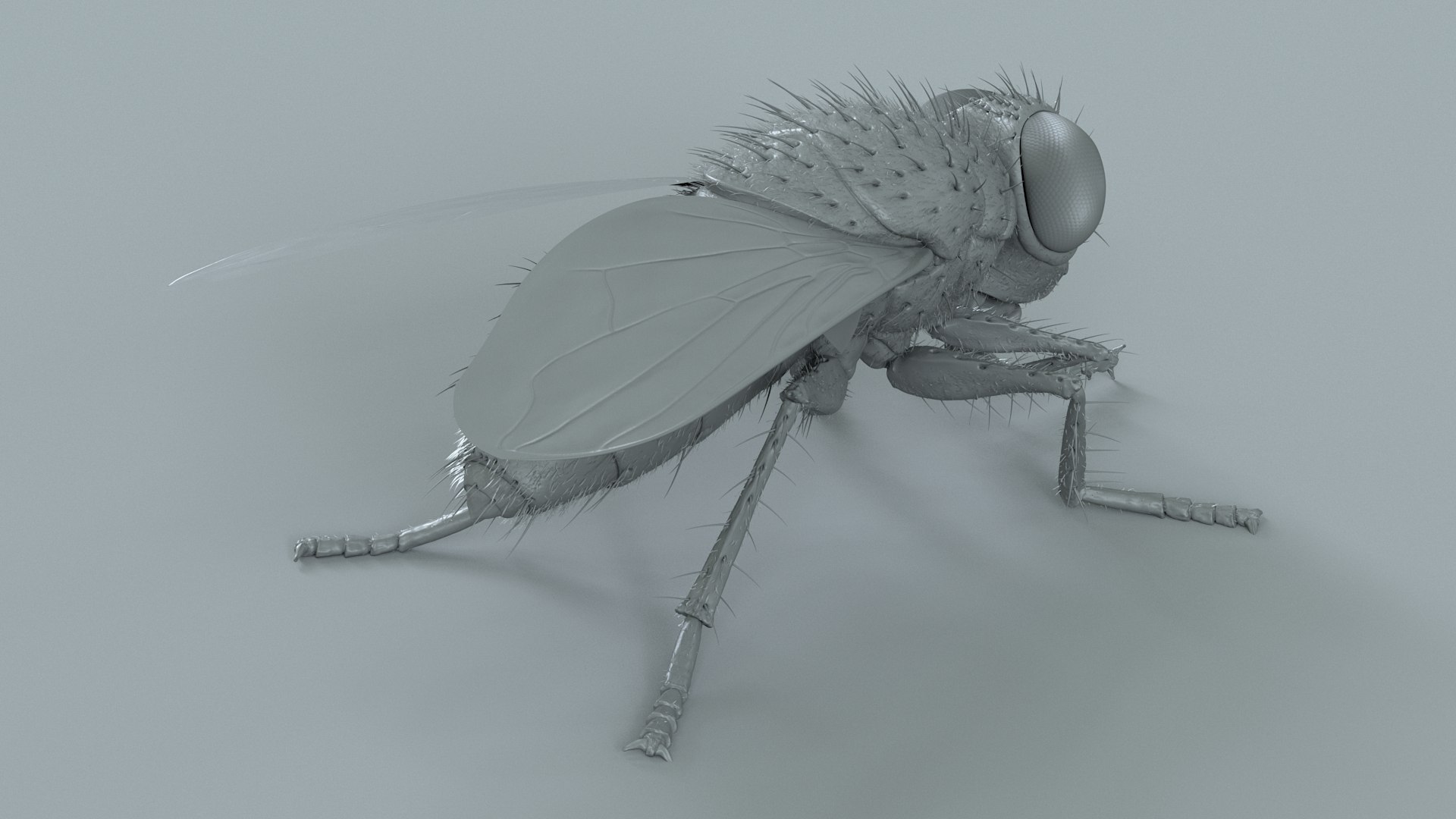 3D model Housefly Green Rigged Xgen https://p.turbosquid.com/ts-thumb/Lx/X4spGb/e9/fly_green_rigged_17/jpg/1714999806/1920x1080/fit_q87/27c0c1009afe12d53ea34358ceefe7e8d04daa55/fly_green_rigged_17.jpg