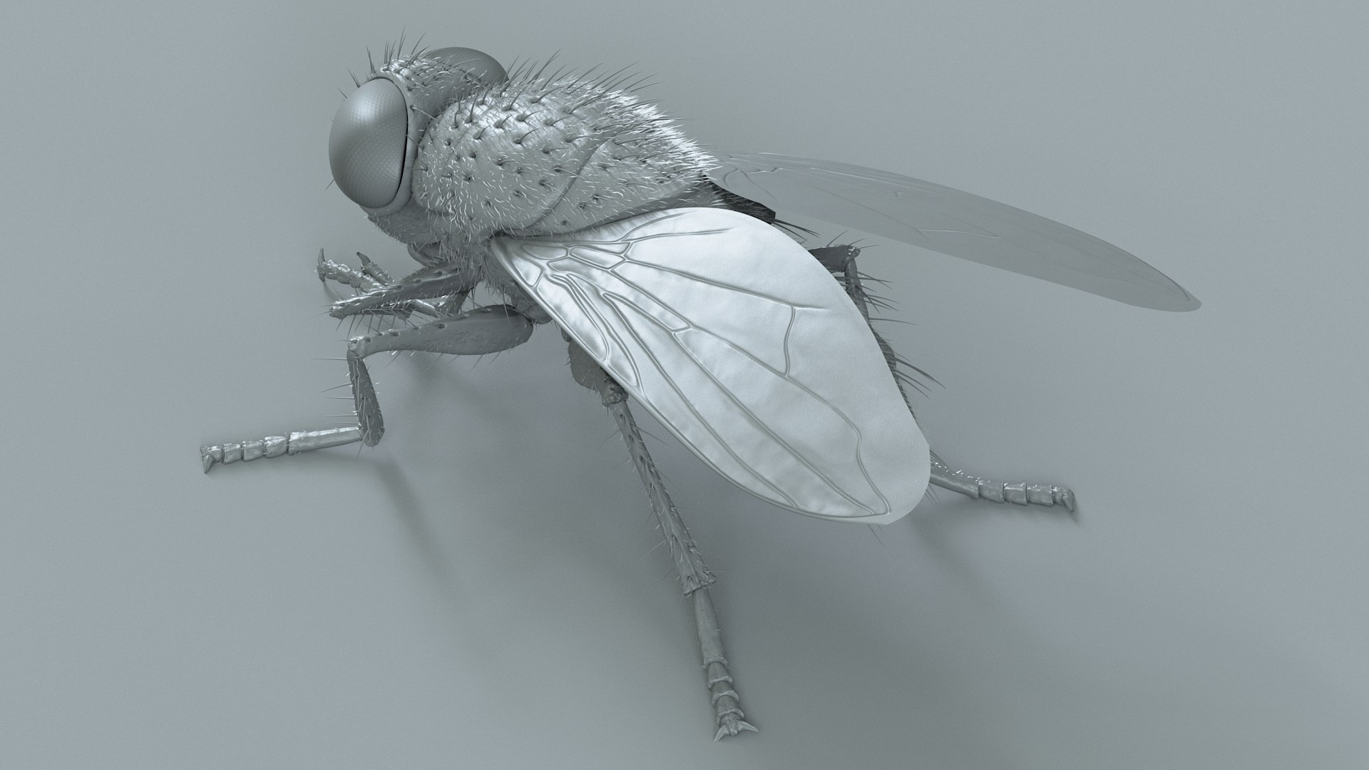 3D model Housefly Green Rigged Xgen https://p.turbosquid.com/ts-thumb/Lx/X4spGb/ei/fly_green_rigged_19/jpg/1714999807/1920x1080/fit_q87/b0bb1a1096b3470825aa266ffccce09149035c1c/fly_green_rigged_19.jpg