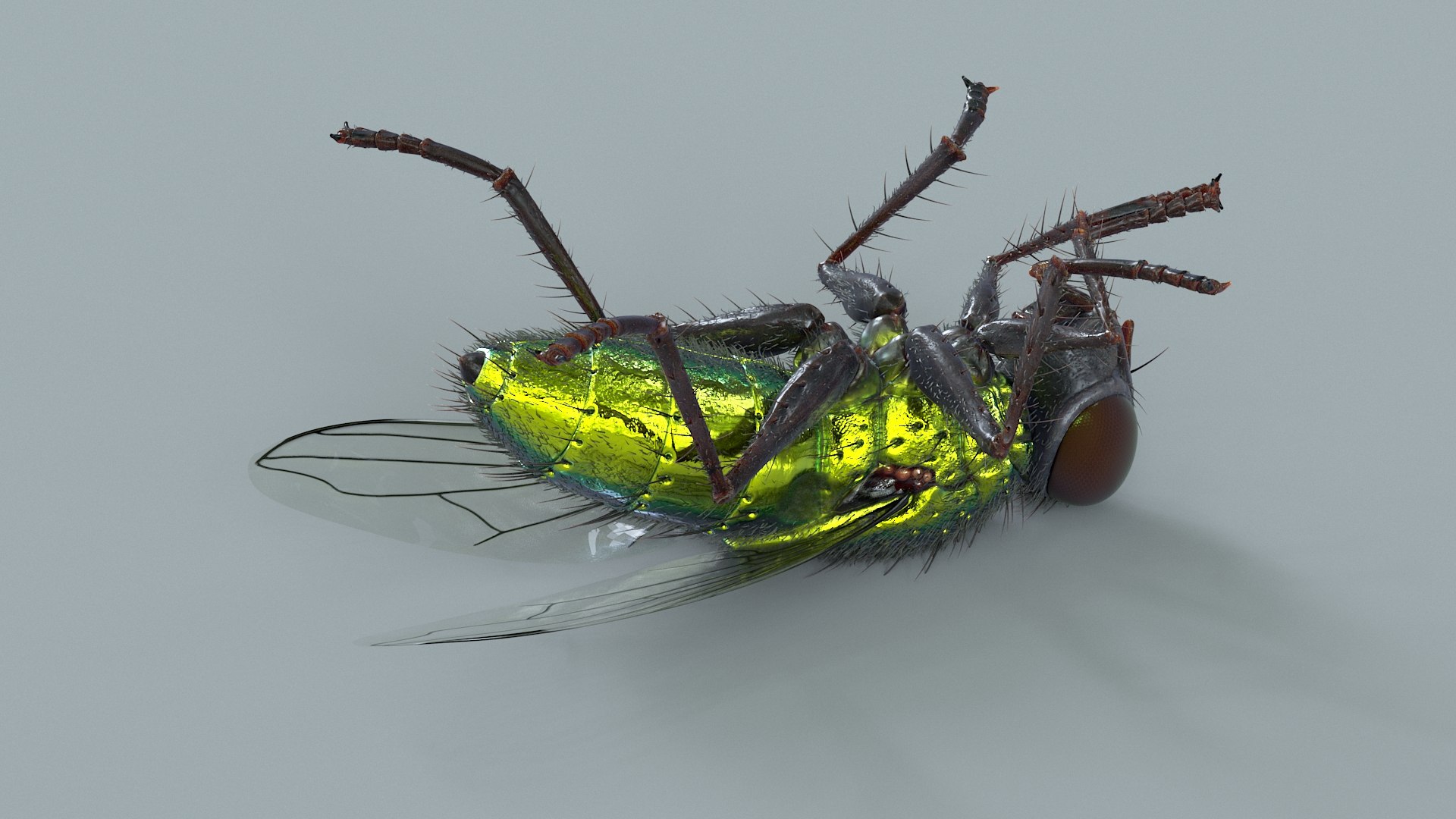 3D model Housefly Green Rigged Xgen https://p.turbosquid.com/ts-thumb/Lx/X4spGb/jU/fly_green_rigged_12/jpg/1714999798/1920x1080/fit_q87/c56b4dc70d41e7e99e518236caed24ee1f456c71/fly_green_rigged_12.jpg