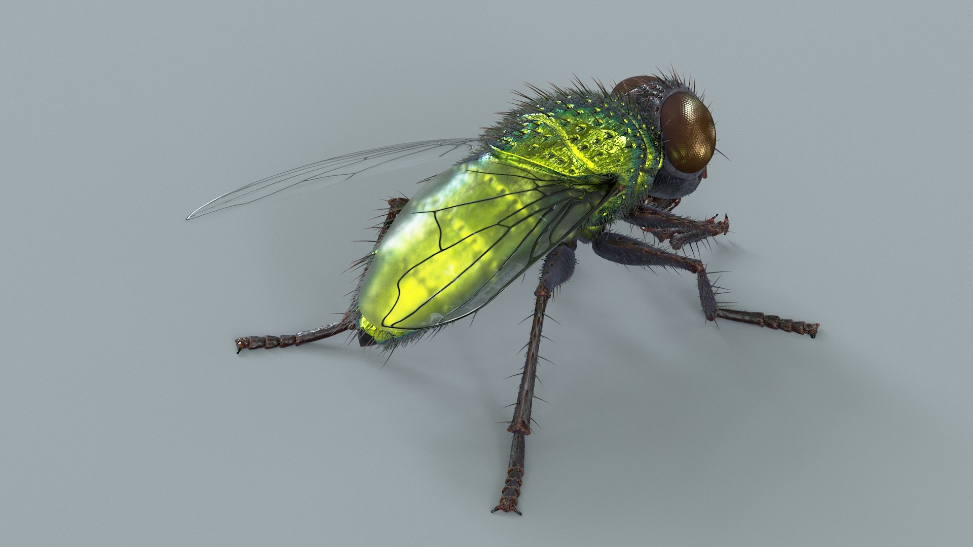 3D model Housefly Green Rigged Xgen https://p.turbosquid.com/ts-thumb/Lx/X4spGb/kM/fly_green_rigged_04/jpg/1714999783/1920x1080/fit_q87/a1f059924ce3b4b2348aed8a2cf82d4c58c533c4/fly_green_rigged_04.jpg