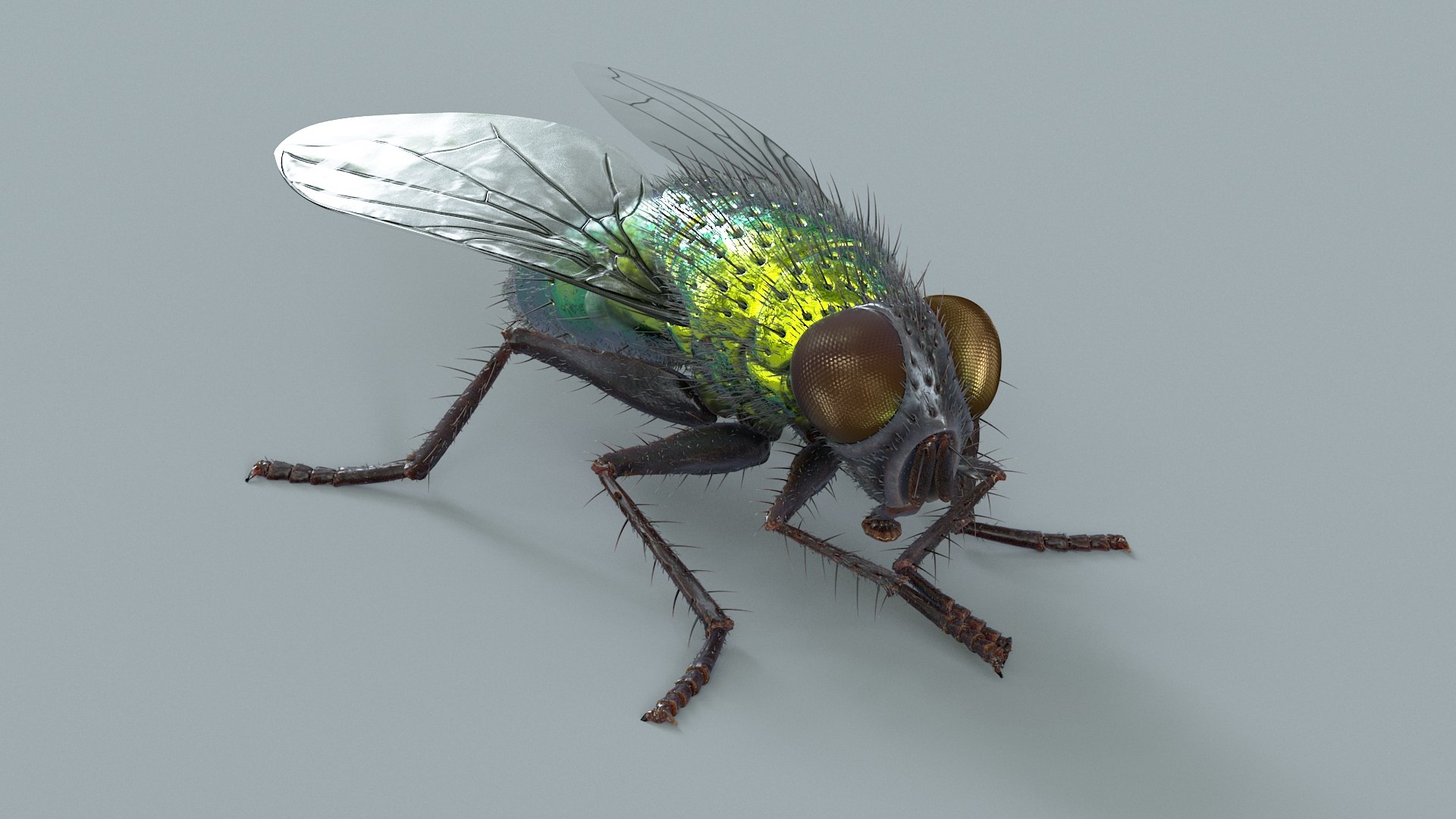 3D model Housefly Green Rigged Xgen https://p.turbosquid.com/ts-thumb/Lx/X4spGb/rS/fly_green_rigged_10/jpg/1714999797/1920x1080/fit_q87/9d485bdc457ca73652b2b21692abbc6360a52532/fly_green_rigged_10.jpg
