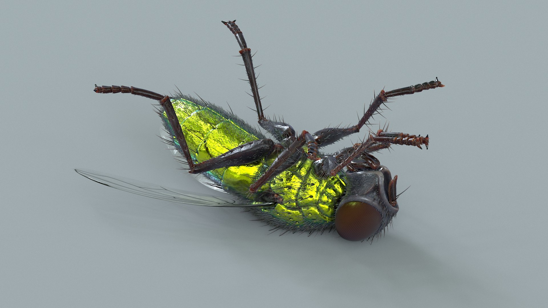 3D model Housefly Green Rigged Xgen https://p.turbosquid.com/ts-thumb/Lx/X4spGb/xi/fly_green_rigged_11/jpg/1714999795/1920x1080/fit_q87/54787f4d1ad07a7c6709ea158867a9c193dac50f/fly_green_rigged_11.jpg