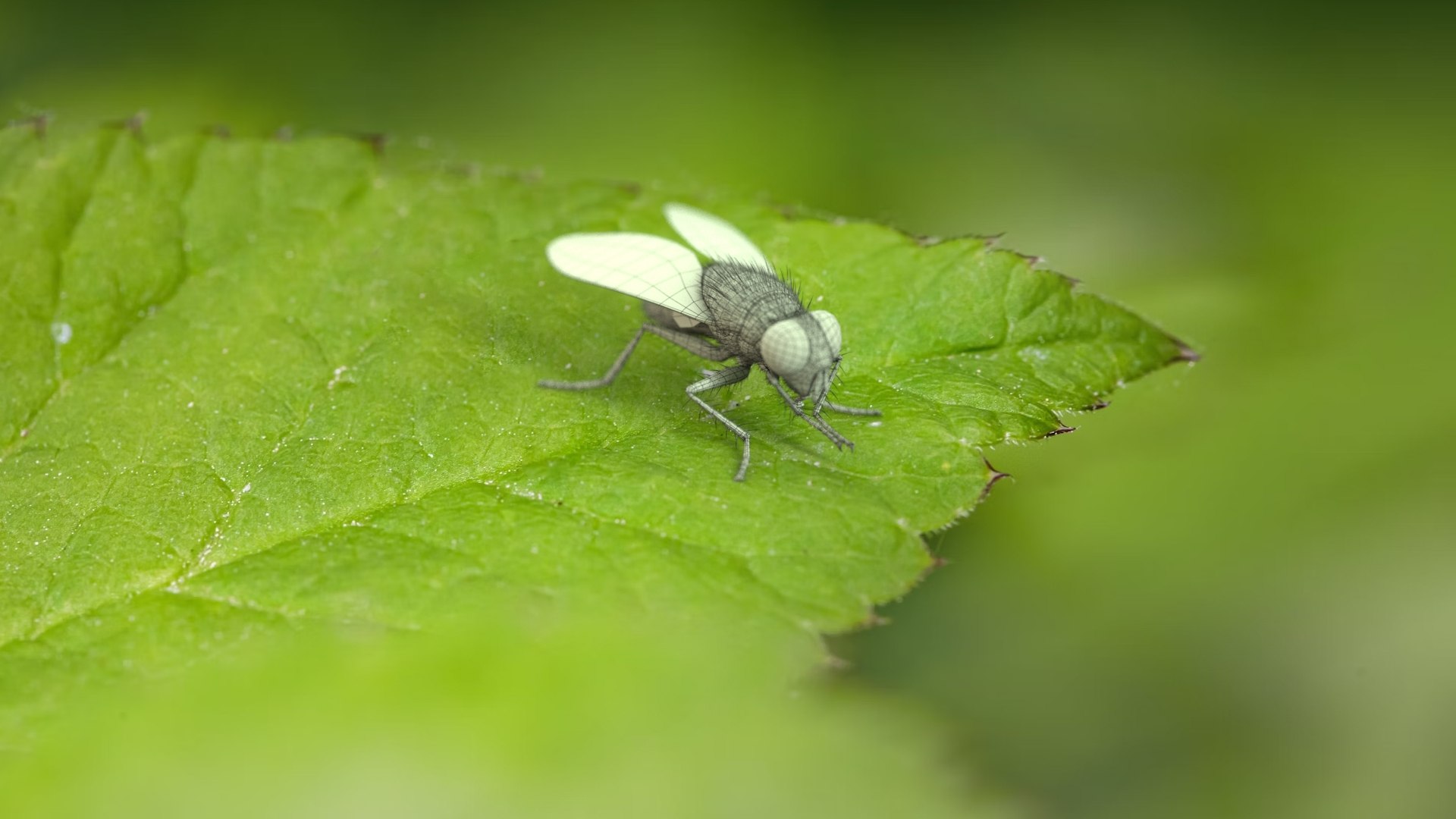 3D model Housefly Green Rigged Xgen https://p.turbosquid.com/ts-thumb/Lx/X4spGb/yz/fly_green_scene_02_wf/jpg/1714999175/1920x1080/fit_q87/f2b947eda961489e2deca64620b708f049237cd3/fly_green_scene_02_wf.jpg