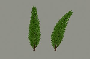 Tall Tree
