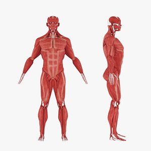 Human Muscle 3D Model- Realistic Human Intestines Anatomy model
