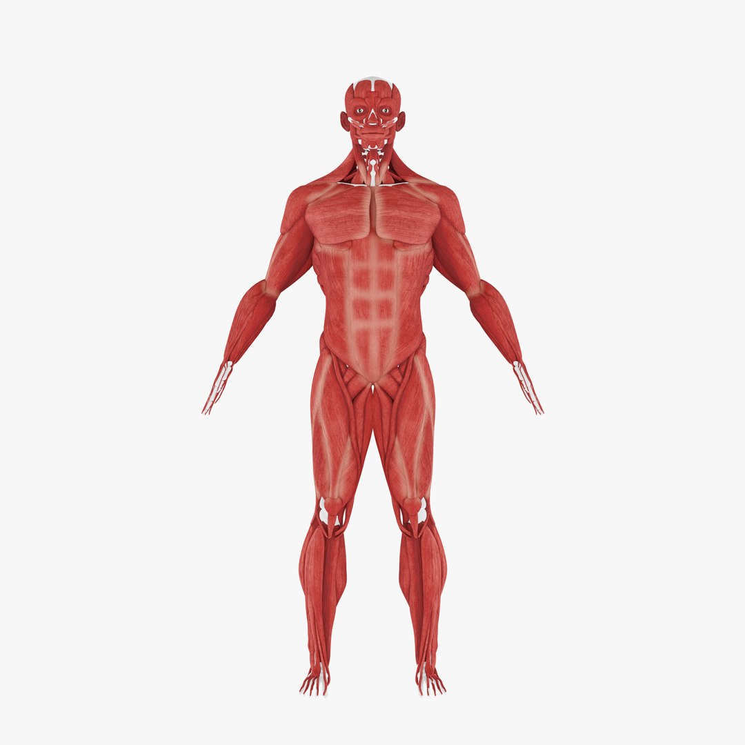 Human Muscle 3D Model- Realistic Human Intestines Anatomy Model ...