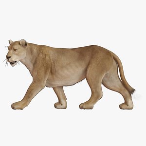 lioness lion 3D model
