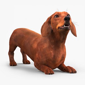 Purebred Dachshund Pet with Sleek Fur Rigged